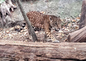 Anuncian construcción de 21 pasos de fauna silvestre en la carretera Cancún-Tulum