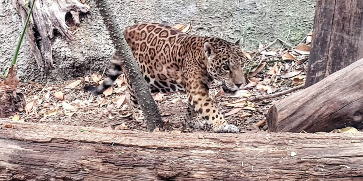 Anuncian construcción de 21 pasos de fauna silvestre en la carretera Cancún-Tulum