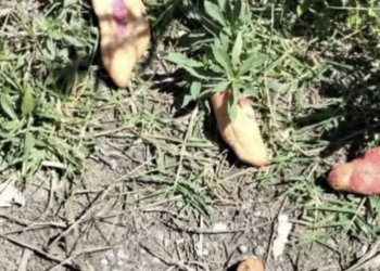Tres niños mueren en Chiapas tras ingerir pan envenenado destinado a perros callejeros