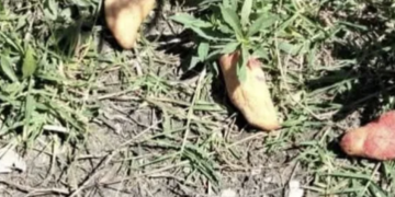 Tres niños mueren en Chiapas tras ingerir pan envenenado destinado a perros callejeros