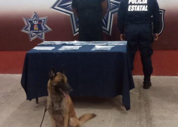 Agente canino detecta a individuo con droga y cartuchos útiles