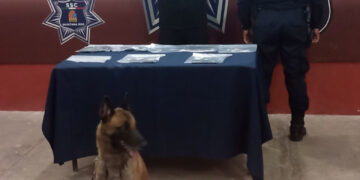 Agente canino detecta a individuo con droga y cartuchos útiles