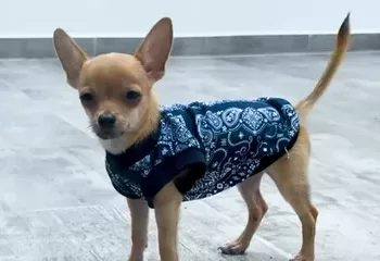 Rescatan a cachorro que fue atado a un dron y elevado al aire cerca de Bacalar