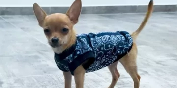 Rescatan a cachorro que fue atado a un dron y elevado al aire cerca de Bacalar