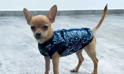 Rescatan a cachorro que fue atado a un dron y elevado al aire cerca de Bacalar