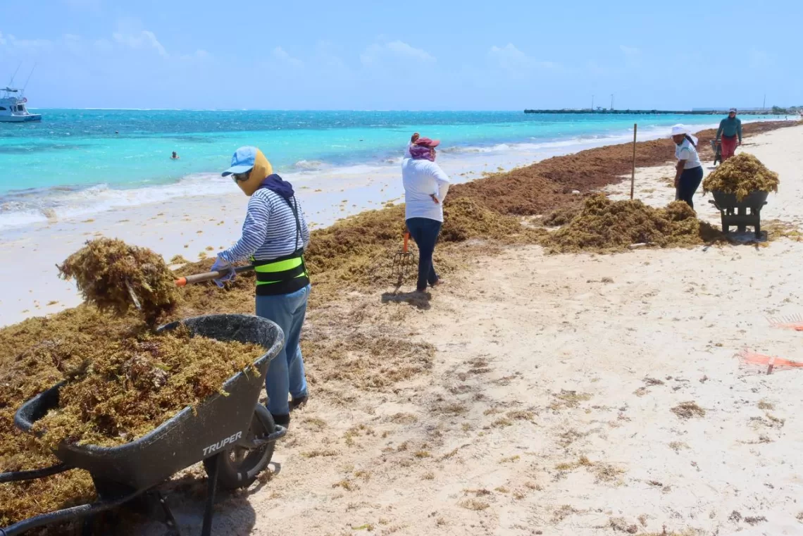 Intensifican recolección de sargazo en las playas de Puerto Morelos