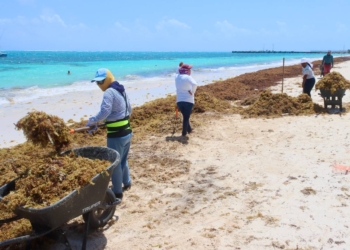 Intensifican recolección de sargazo en las playas de Puerto Morelos