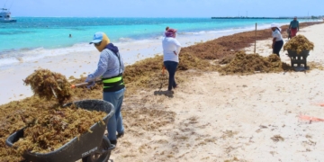 Intensifican recolección de sargazo en las playas de Puerto Morelos