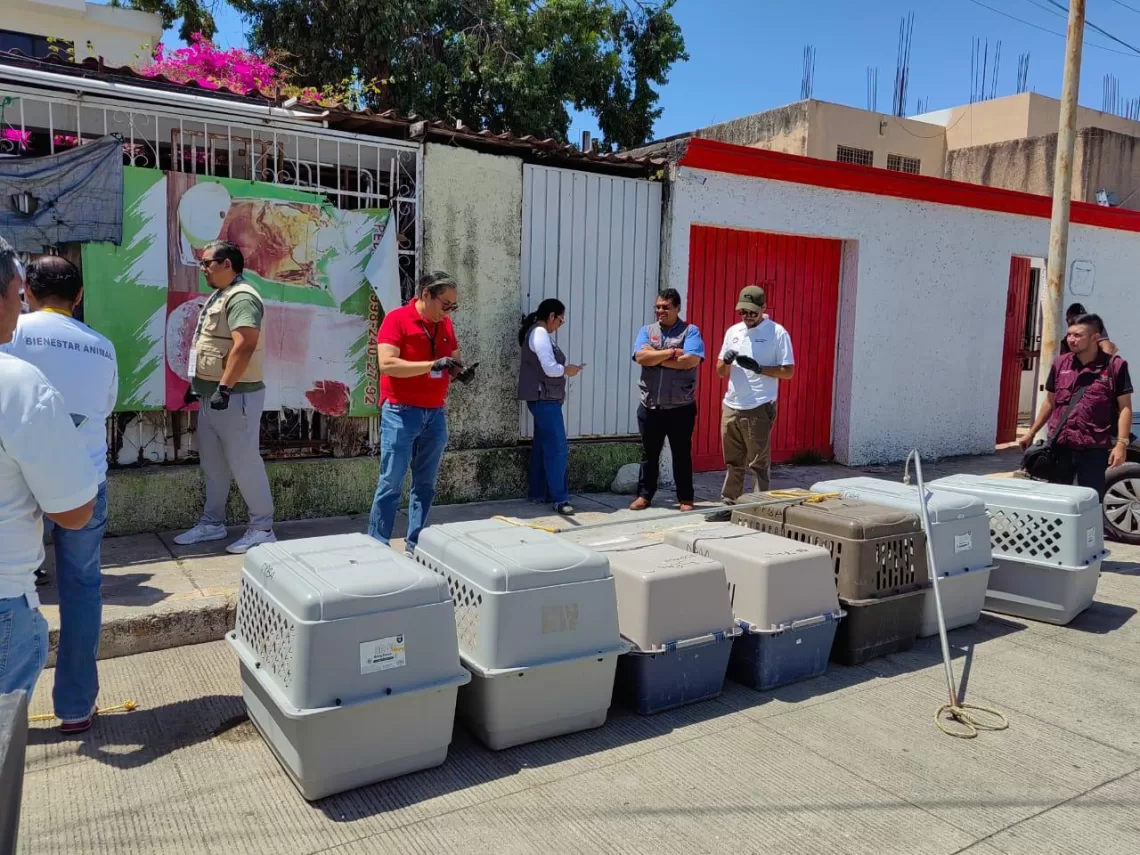 Investiga FGE abandono de 8 perros en un predio de Cancún