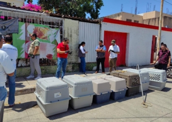 Investiga FGE abandono de 8 perros en un predio de Cancún