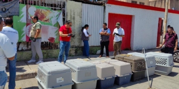 Investiga FGE abandono de 8 perros en un predio de Cancún