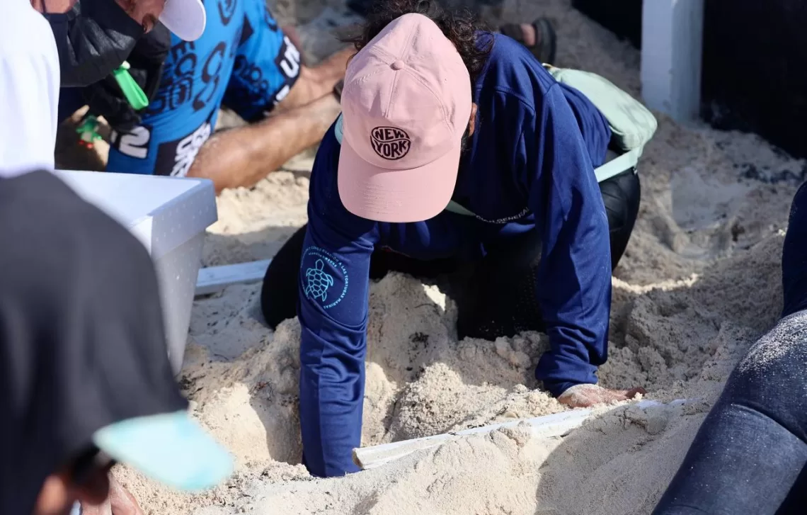 Arranca anticipadamente la temporada de anidación de tortugas en Cancún