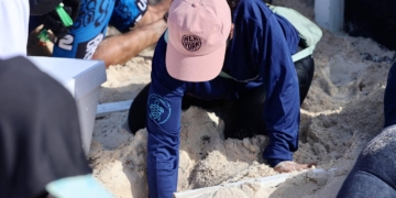 Arranca anticipadamente la temporada de anidación de tortugas en Cancún