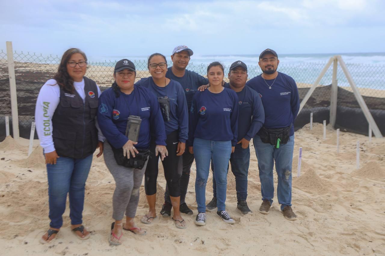 Arranca anticipadamente la temporada de anidación de tortugas en Cancún