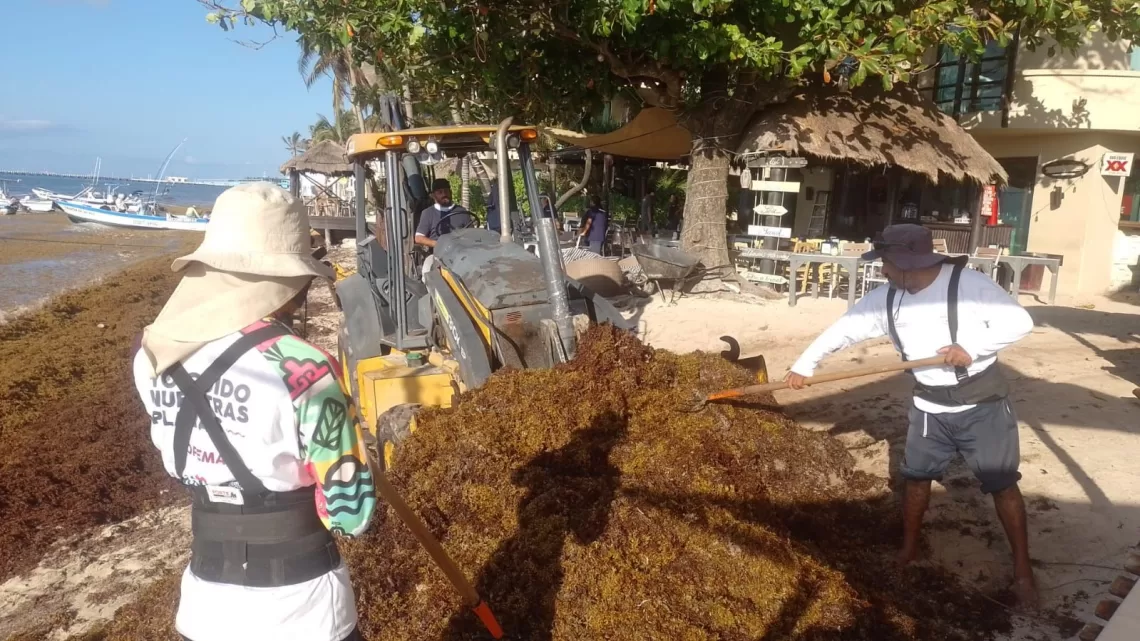 Recolectan hasta 200 toneladas de sargazo diariamente en Playa del Carmen