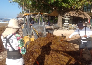 Recolectan hasta 200 toneladas de sargazo diariamente en Playa del Carmen