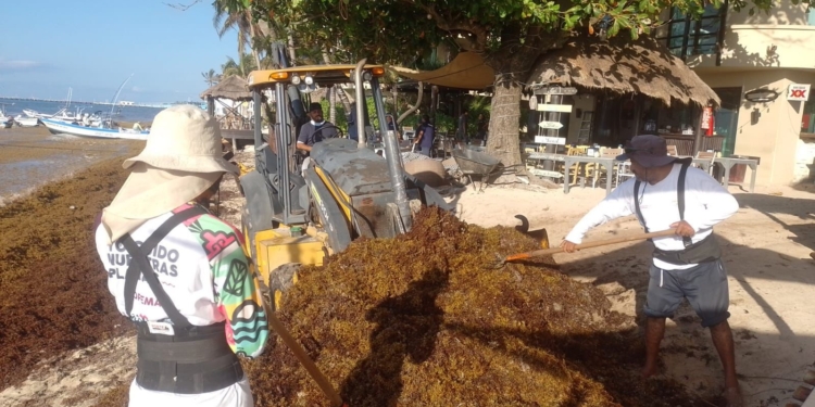 Recolectan hasta 200 toneladas de sargazo diariamente en Playa del Carmen