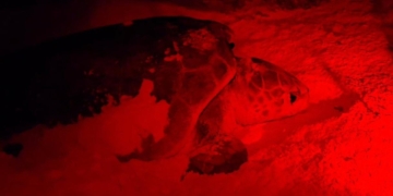 Ya registraron 30 nidos de tortuga marina en Cozumel