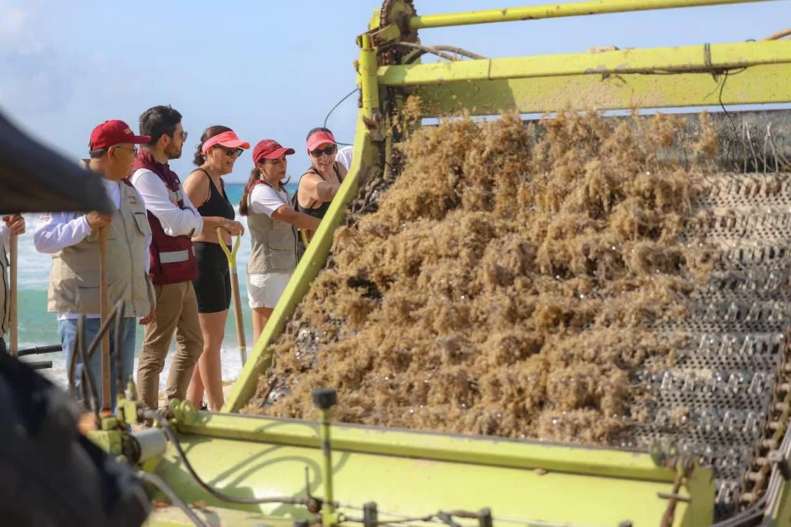 Cancún lidera combate al sargazo en el Caribe