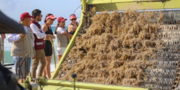 Cancún lidera combate al sargazo en el Caribe