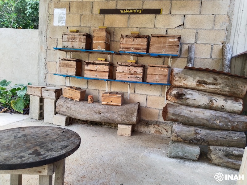 Destacan la herencia maya en la apicultura y la importancia ecológica de las abejas sin aguijón