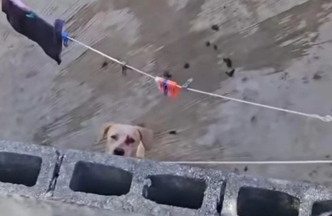 Llamado a la conciencia y acción ante preocupante aumento del maltrato animal