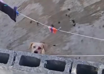 Llamado a la conciencia y acción ante preocupante aumento del maltrato animal