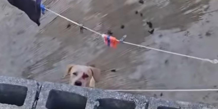 Llamado a la conciencia y acción ante preocupante aumento del maltrato animal