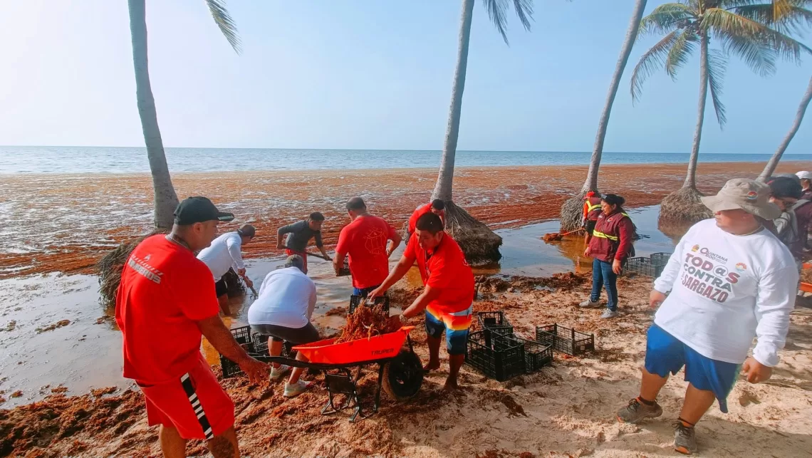 Bomberos y salvavidas de Cancún se suman a limpieza de sargazo en Playa Coral