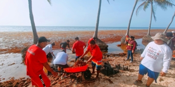 Bomberos y salvavidas de Cancún se suman a limpieza de sargazo en Playa Coral