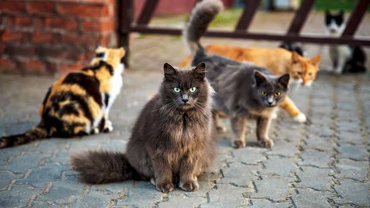 envenenamiento de gatos en Cancún
