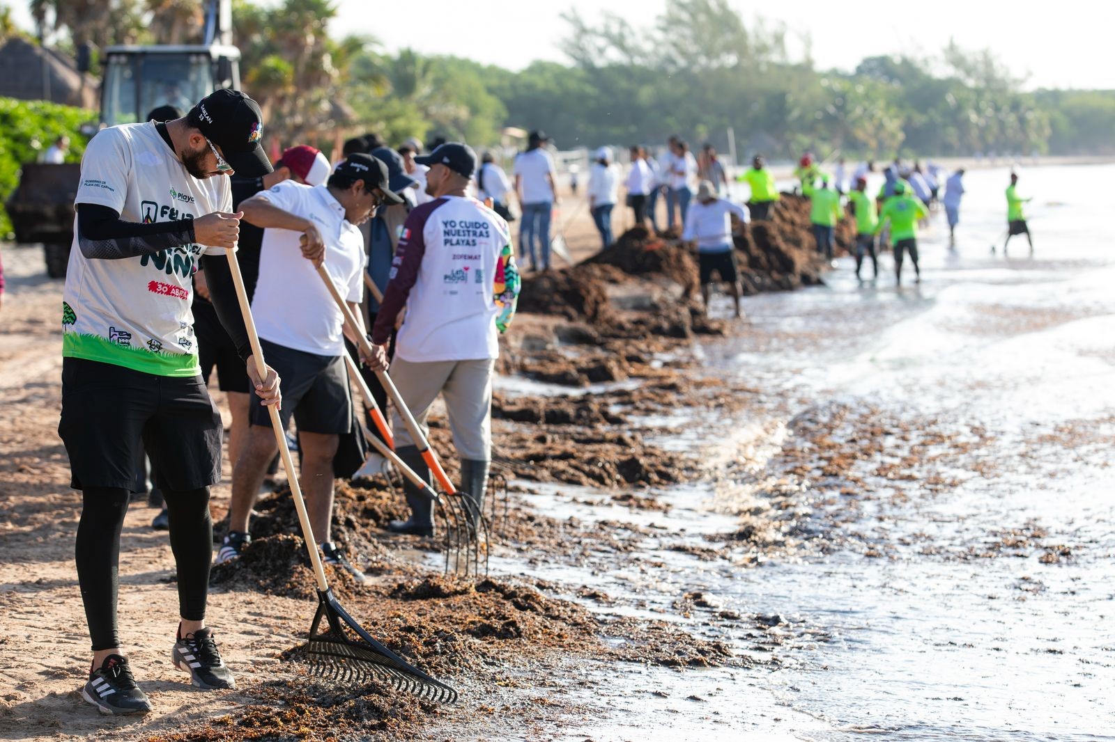 Retiran más de 19 mil toneladas de sargazo en Playa del Carmen
