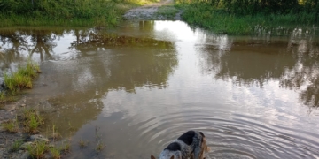 Abandono oficial impide a productores sacar sus cosechas en Felipe Carrillo Puerto