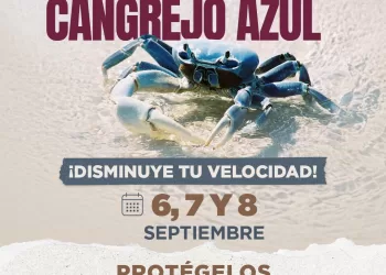 Autoridades piden precaución a conductores por temporada de cangrejo azul