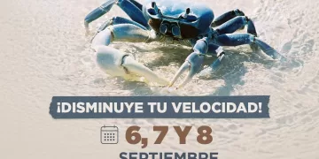 Autoridades piden precaución a conductores por temporada de cangrejo azul
