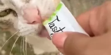 Crueldad animal, trabajadores arrojan a un gatito desde una obra en Tulum