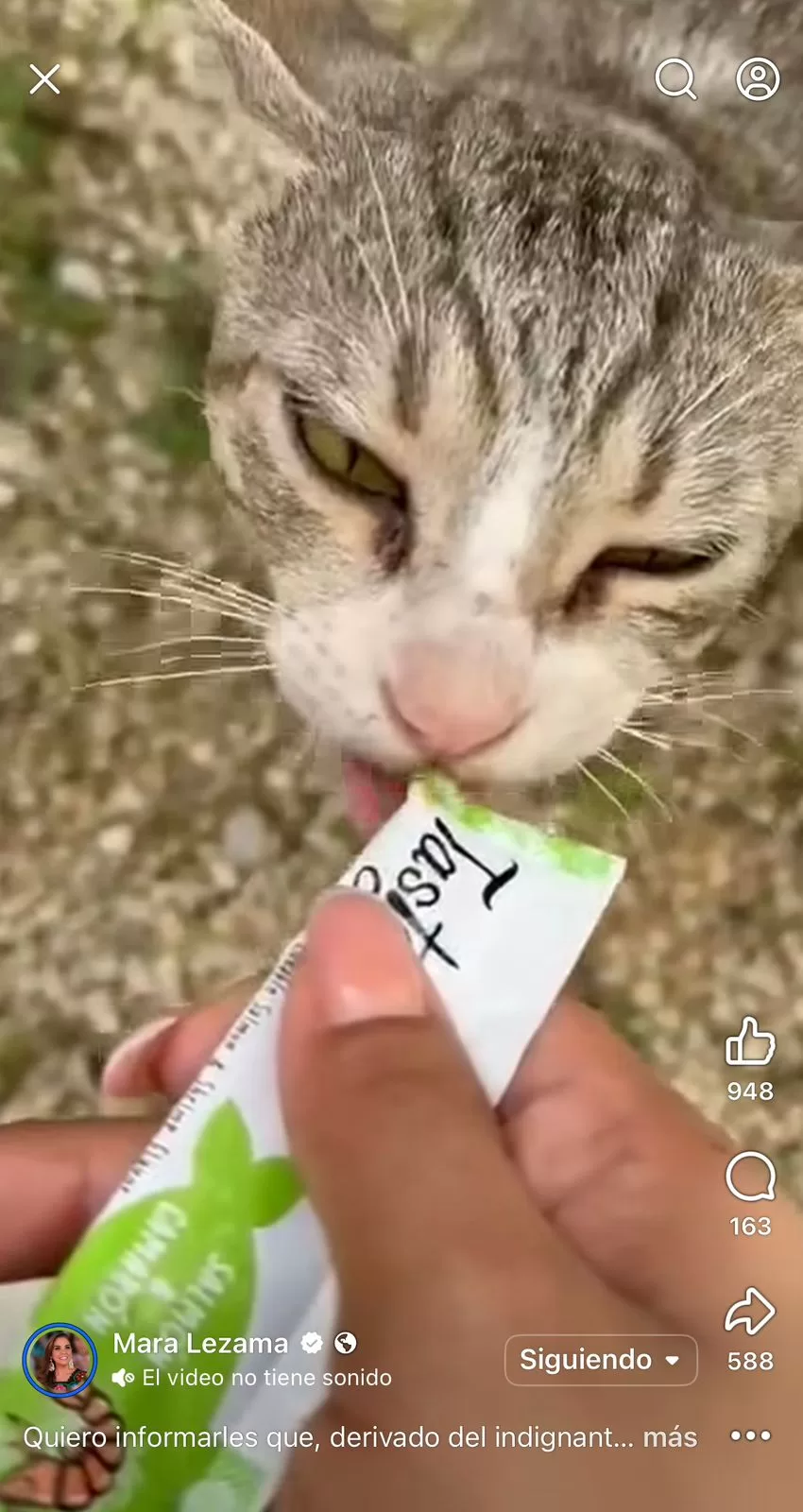 Crueldad animal, trabajadores arrojan a un gatito desde una obra en Tulum