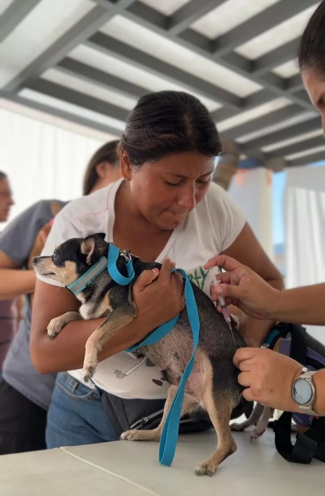 Agotan en Cancún casi 400 vacunas antirrábicas en menos de 3 horas
