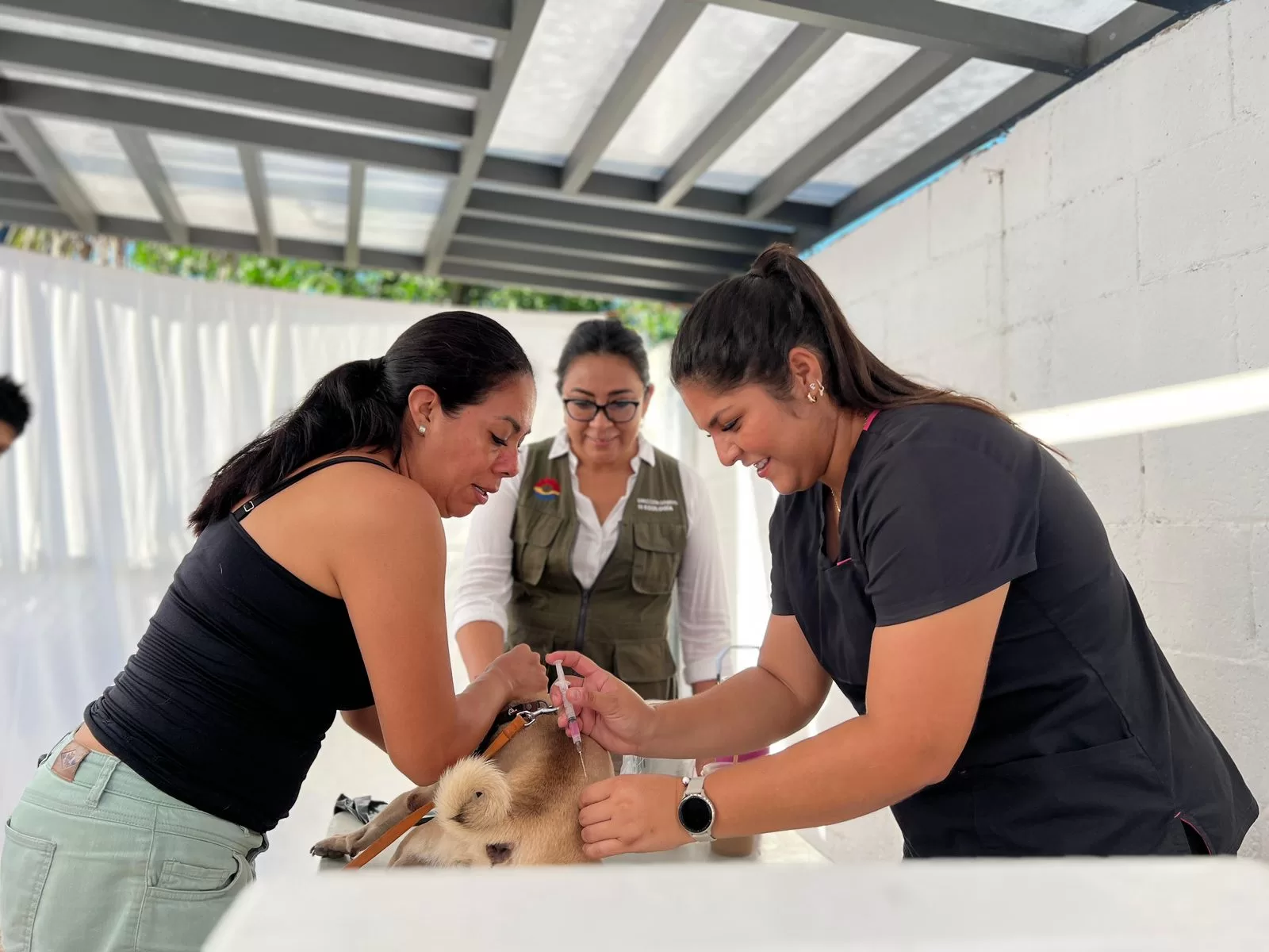 Agotan en Cancún casi 400 vacunas antirrábicas en menos de 3 horas