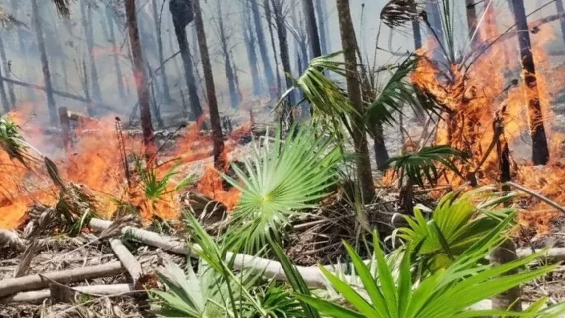 Organizaciones piden investigar incendio en Holbox y aplicar veda de 20 años