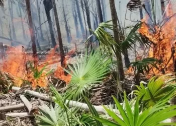 Organizaciones piden investigar incendio en Holbox y aplicar veda de 20 años