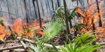 Organizaciones piden investigar incendio en Holbox y aplicar veda de 20 años