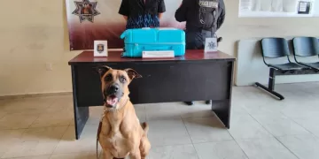K-9 detecta cocaína en central de autobuses