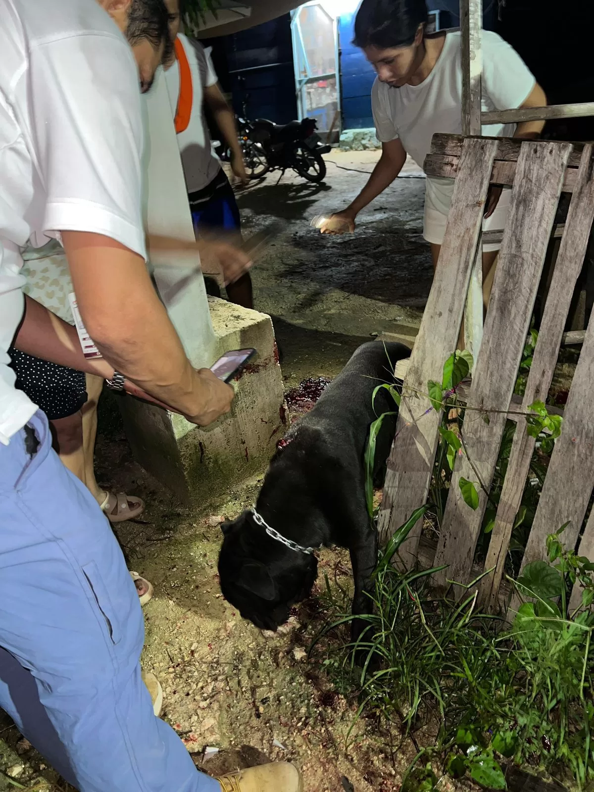 Detienen a dos hombres por casos de maltrato animal en Cancún