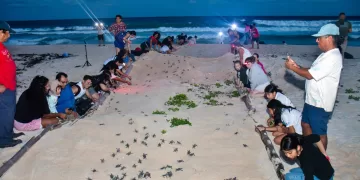 Cozumel cierra la temporada de tortuga marina con mil 37 nidos