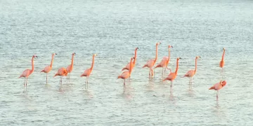 Flamencos confirman buen estado ambiental en Punta Sur