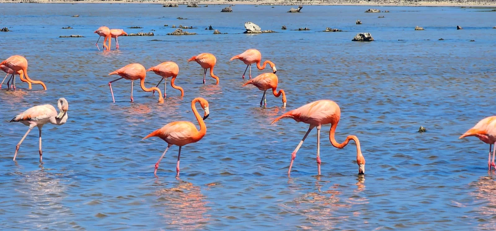 Flamencos confirman buen estado ambiental en Punta Sur