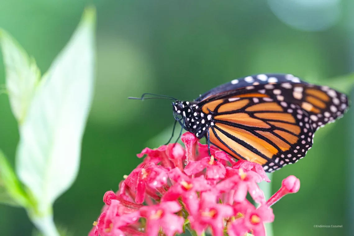 Documenta la FPMC por primera ocasión huevecillos de Mariposa Monarca en la Isla