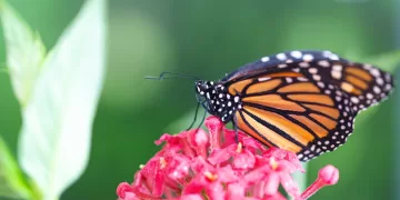 Documenta la FPMC por primera ocasión huevecillos de Mariposa Monarca en la Isla