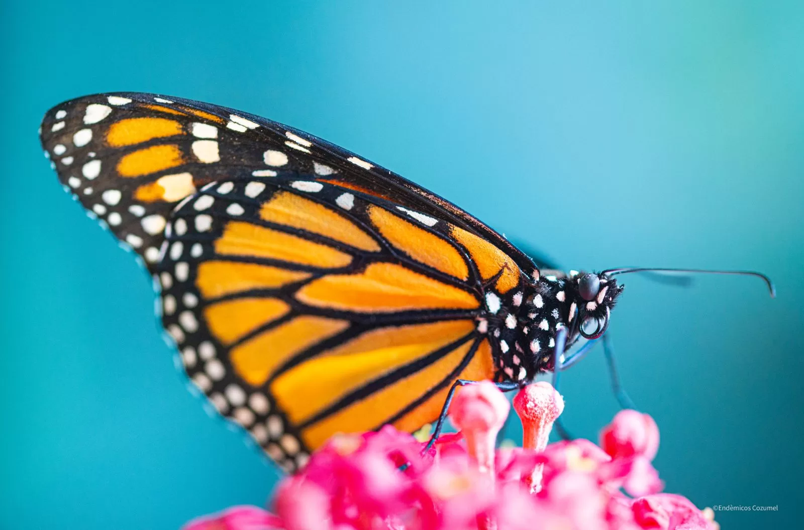 Documenta la FPMC por primera ocasión huevecillos de Mariposa Monarca en la Isla